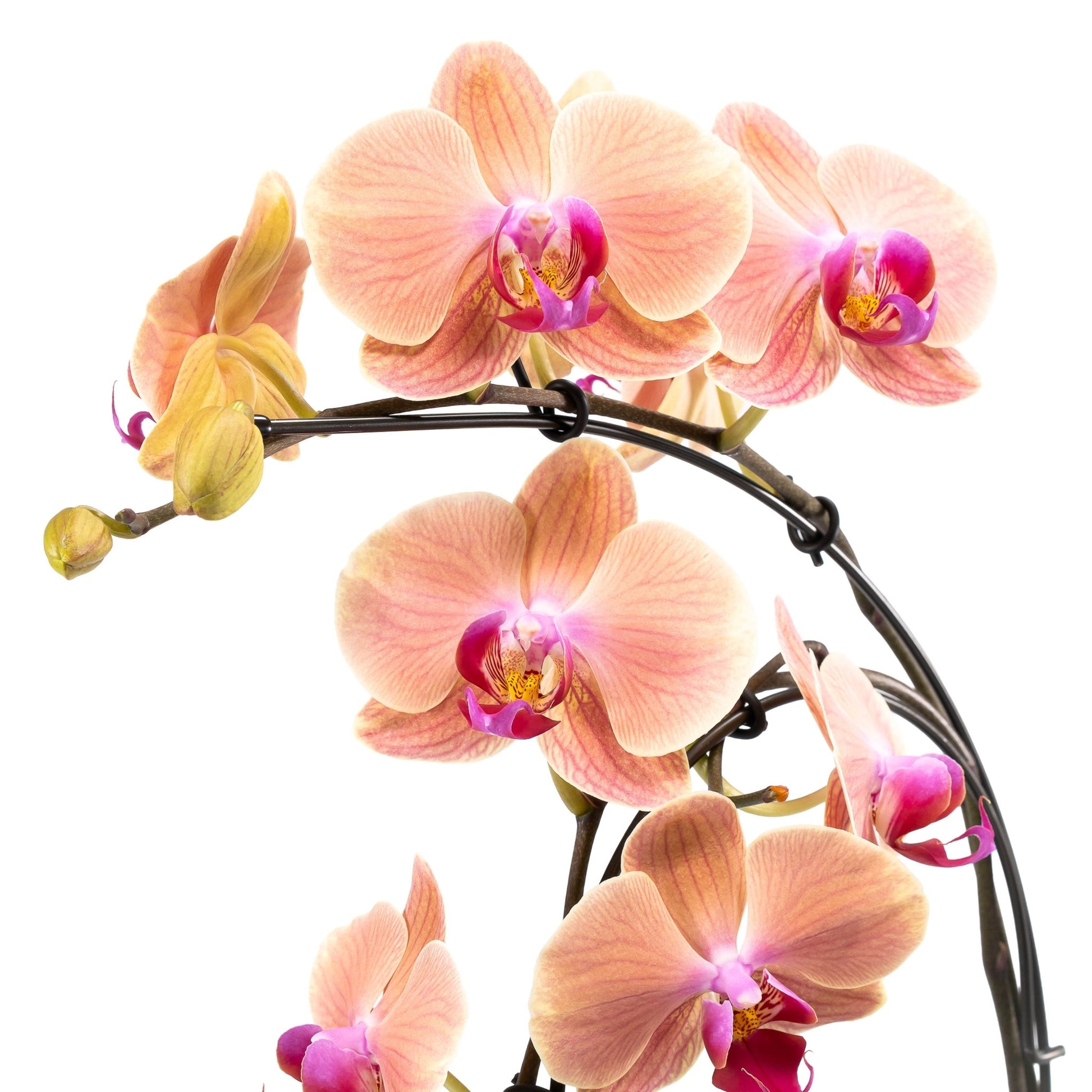 Phalaenopsis 12cm Eclipse Mixed Colours - Orchid The Horti House