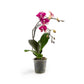 Phalaenopsis 12cm Eclipse Mixed Colours - Orchid The Horti House