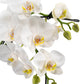Phalaenopsis 12cm Eclipse Mixed Colours - Orchid The Horti House