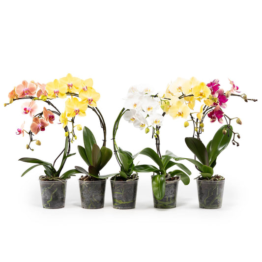 Phalaenopsis 12cm Eclipse Mixed Colours - Orchid The Horti House
