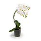 Phalaenopsis 12cm Eclipse Mixed Colours - Orchid The Horti House