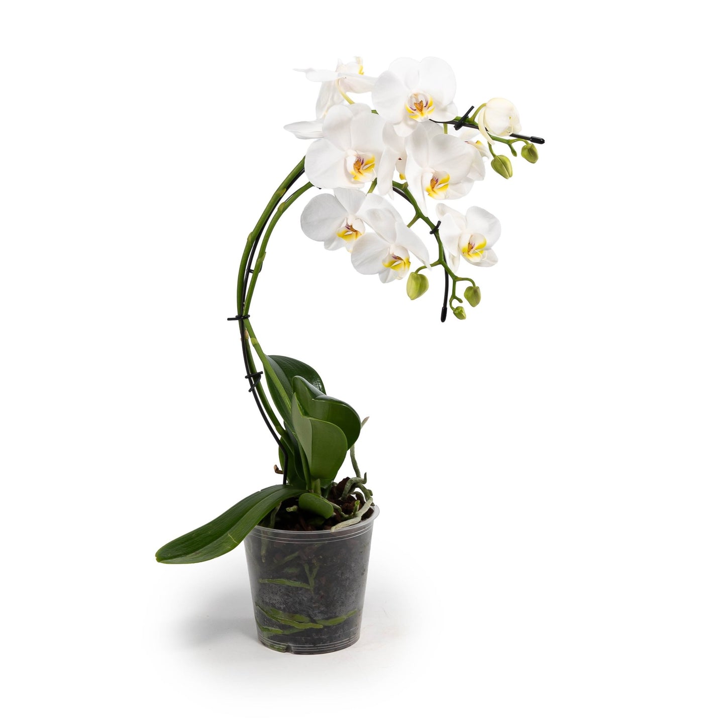 Phalaenopsis 12cm Eclipse Mixed Colours - Orchid The Horti House