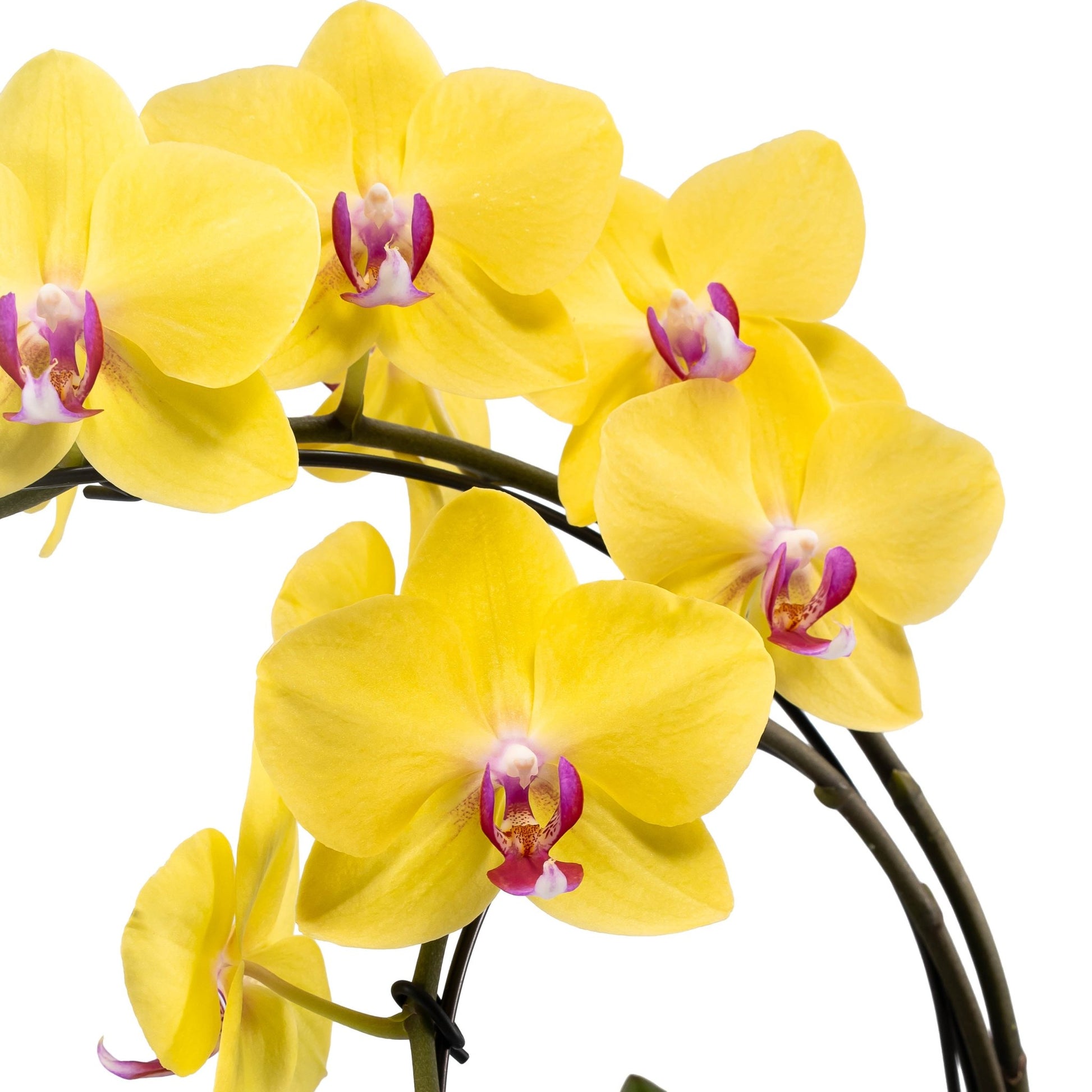 Phalaenopsis 12cm Eclipse Mixed Colours - Orchid The Horti House