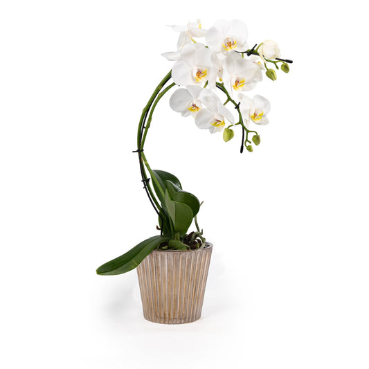 Phalaenopsis 12cm Eclipse in Christmas Ceramic - Orchids The Horti House