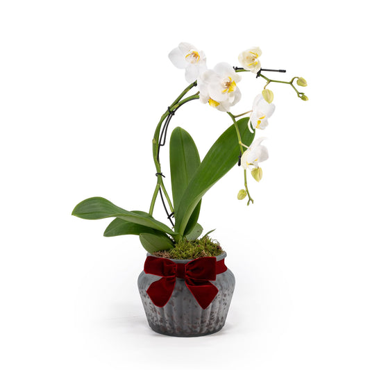 Phalaenopsis 12cm Eclipse in Ribbed Glass - Orchids The Horti House