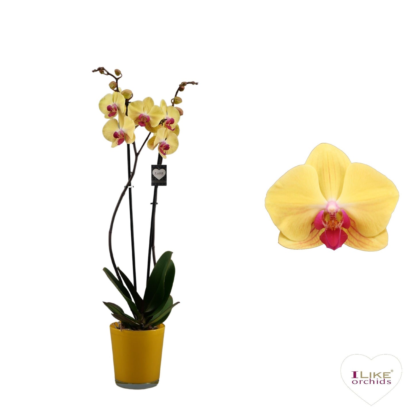 Phalaenopsis 12cm Goldion - Green Plant The Horti House