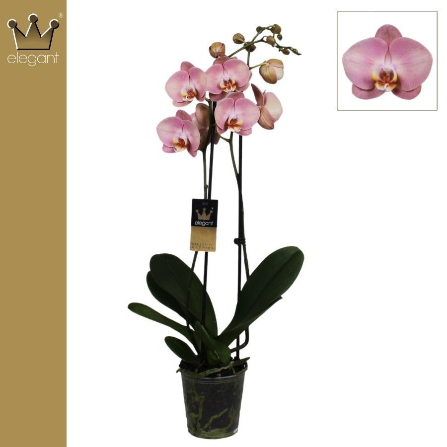 Phalaenopsis 12cm Honey Peach - Green Plant The Horti House