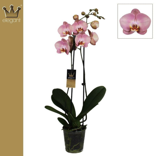 Phalaenopsis 12cm Honey Peach - Green Plant The Horti House
