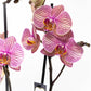 Phalaenopsis 12cm Jupiter - Green Plant The Horti House