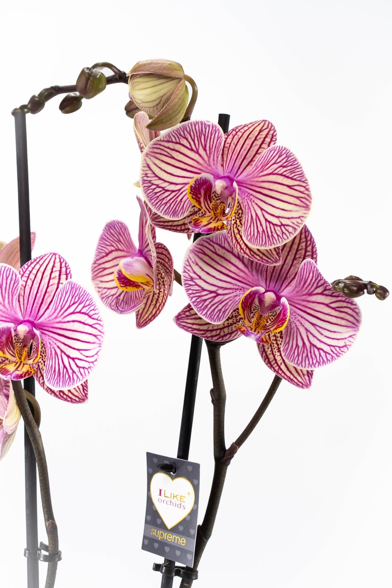 Phalaenopsis 12cm Jupiter - Green Plant The Horti House