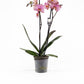 Phalaenopsis 12cm Jupiter - Green Plant The Horti House