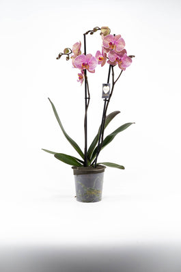 Phalaenopsis 12cm Jupiter - Green Plant The Horti House