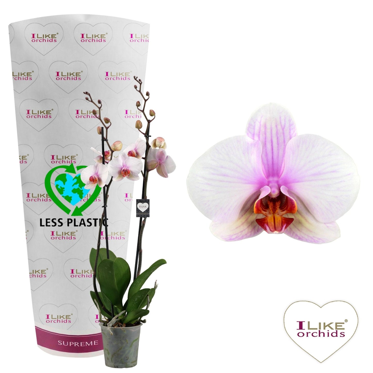 Phalaenopsis 12cm Madrid - Green Plant The Horti House