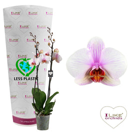 Phalaenopsis 12cm Madrid - Green Plant The Horti House