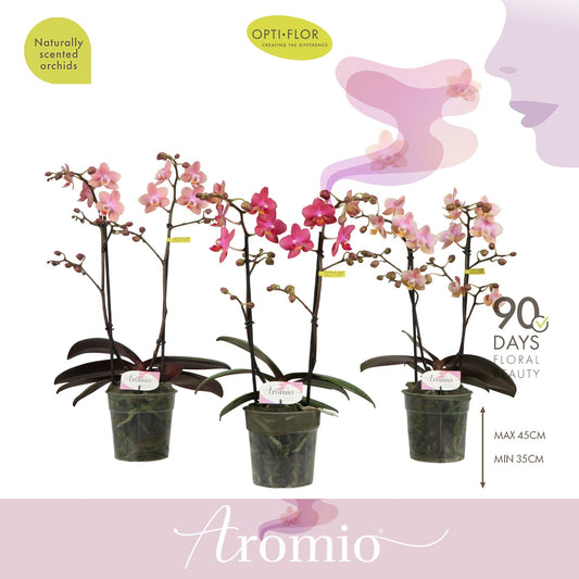 Phalaenopsis 12cm Multi Aromio - Orchid The Horti House