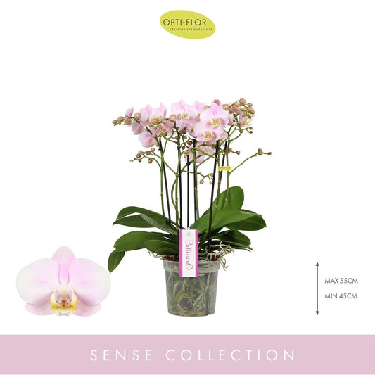 Phalaenopsis 12cm Multi Bellissimo Pink - Orchid The Horti House
