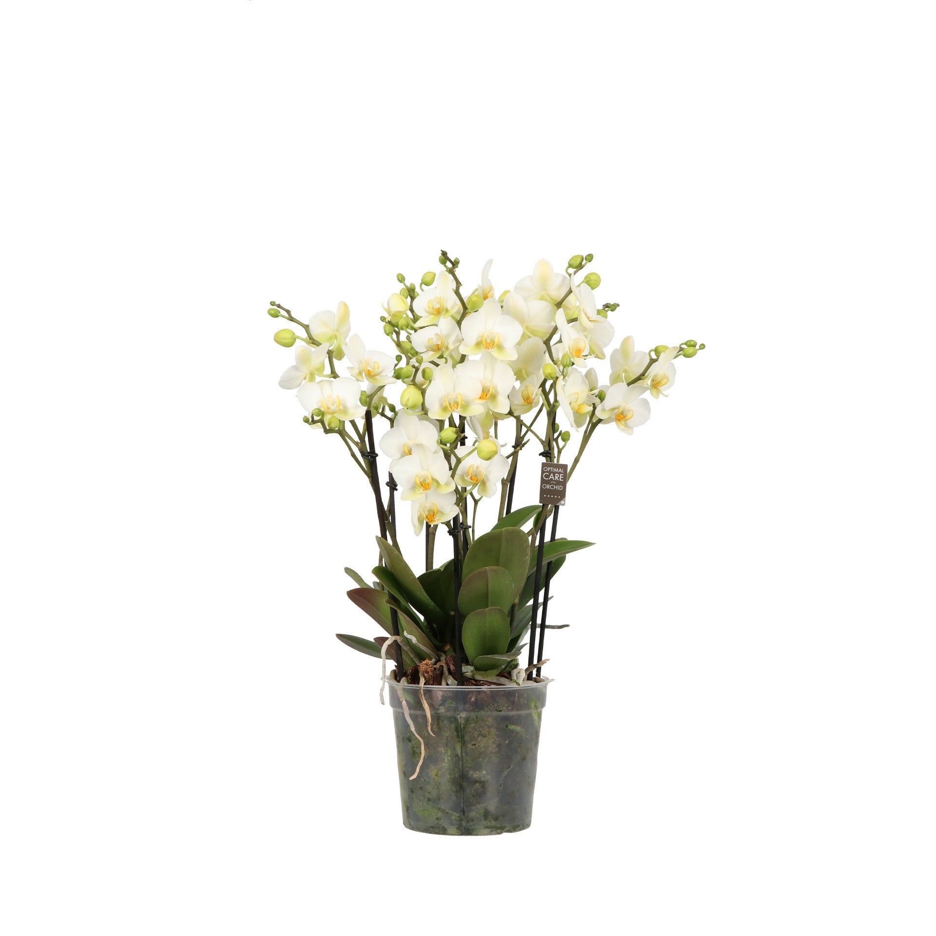 Phalaenopsis 12cm Multi Bellissimo White - Orchid The Horti House