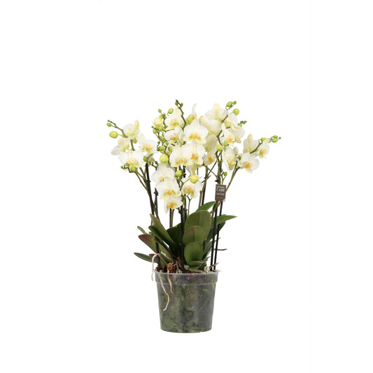 Phalaenopsis 12cm Multi Bellissimo White - Orchid The Horti House