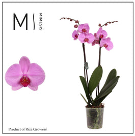 Phalaenopsis 12cm Orlando - Green Plant The Horti House