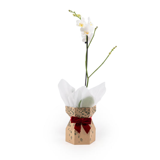 Phalaenopsis 12cm Single Stem Gift Box - Orchid The Horti House