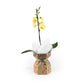 Phalaenopsis 12cm Single Stem Gift Box - Orchid The Horti House