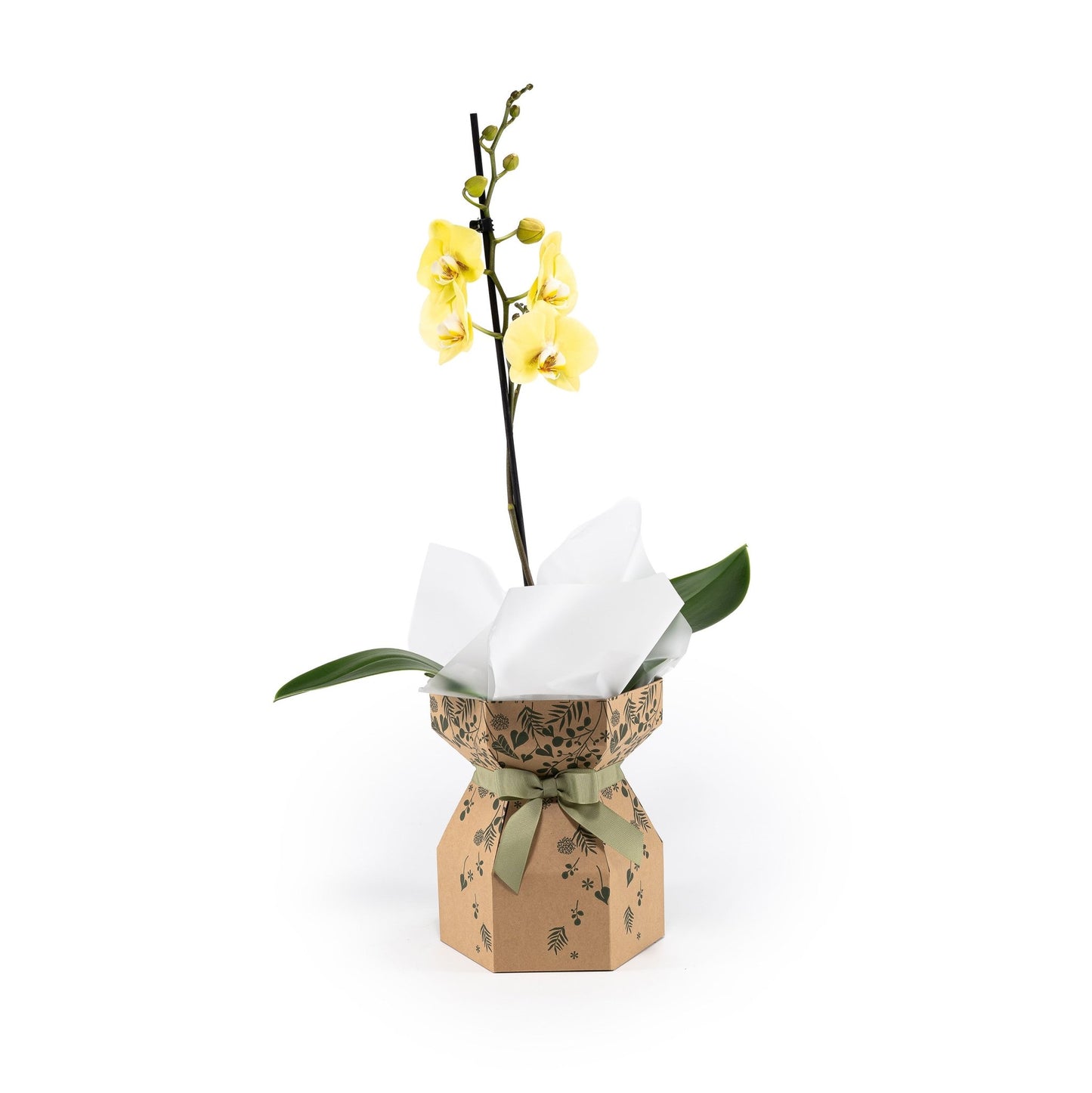 Phalaenopsis 12cm Single Stem Gift Box - Orchid The Horti House