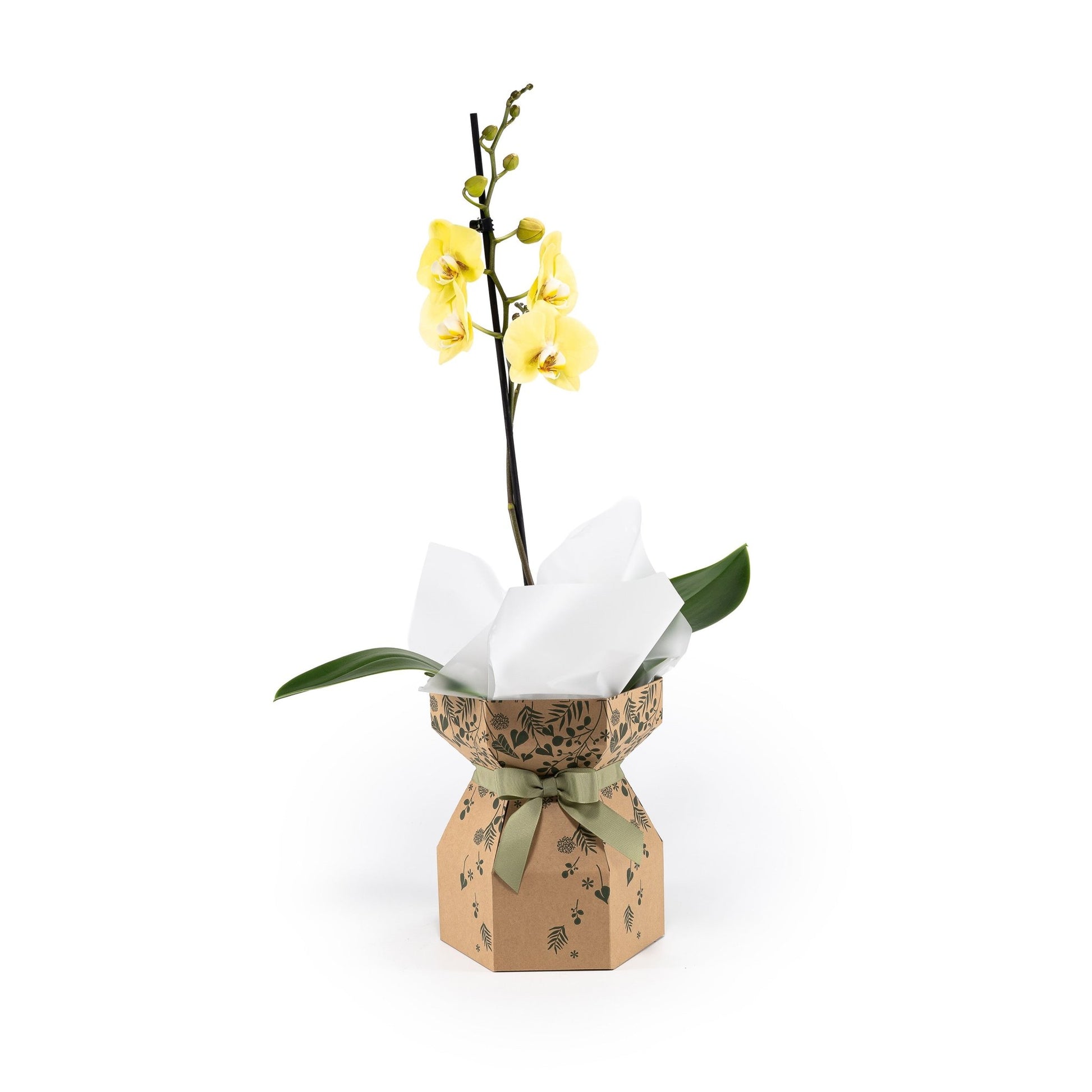 Phalaenopsis 12cm Single Stem Gift Box - Orchid The Horti House