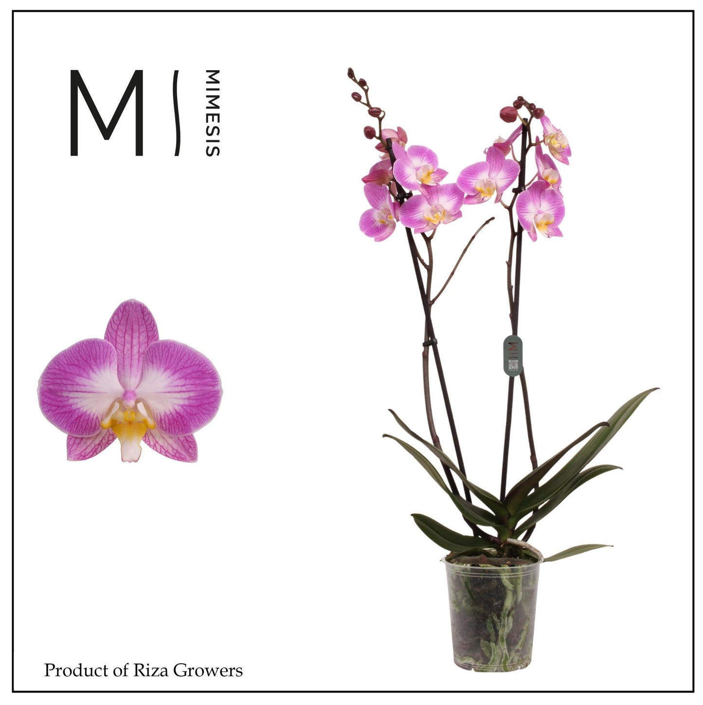 Phalaenopsis 12cm Split - Orchid The Horti House