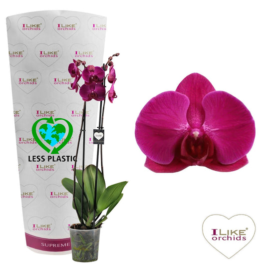 Phalaenopsis 12cm Stellenbosch - Green Plant The Horti House