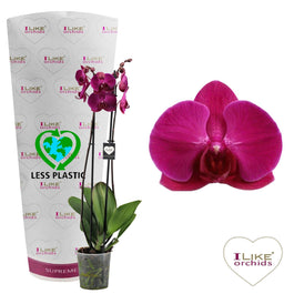 Phalaenopsis 12cm Stellenbosch - Green Plant The Horti House