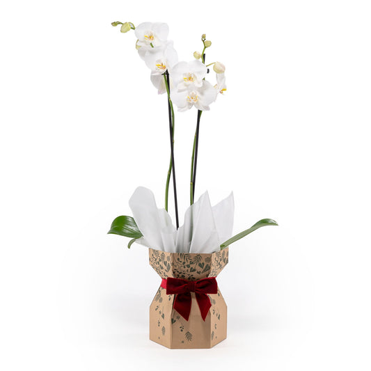 Phalaenopsis 12cm Twin Stem Gift Box - Orchid The Horti House