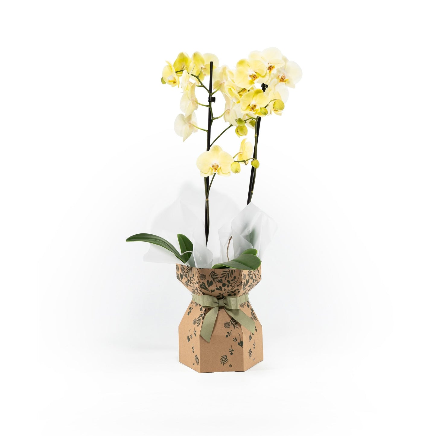 Phalaenopsis 12cm Twin Stem Gift Box - Orchid The Horti House