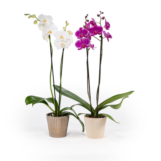 Phalaenopsis 12cm in Christmas Ceramic - Orchid The Horti House