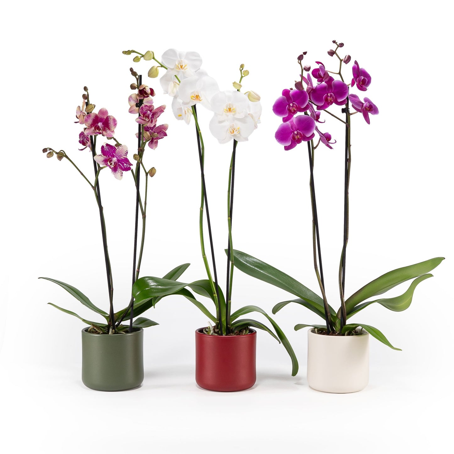 Phalaenopsis 12cm In Christmas Ceramic - Orchid The Horti House