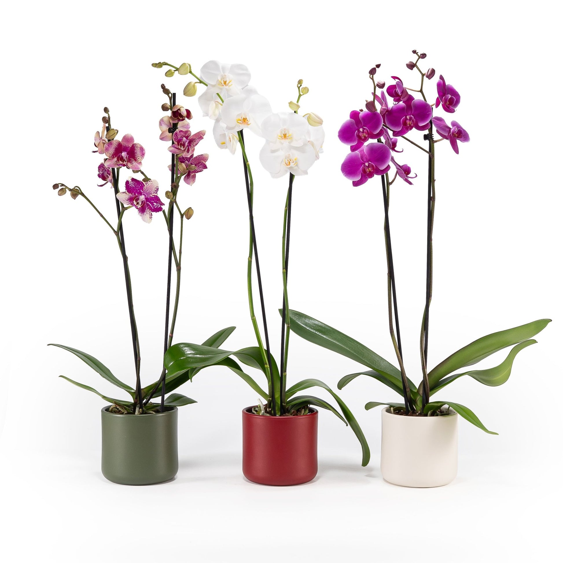 Phalaenopsis 12cm In Christmas Ceramic - Orchid The Horti House