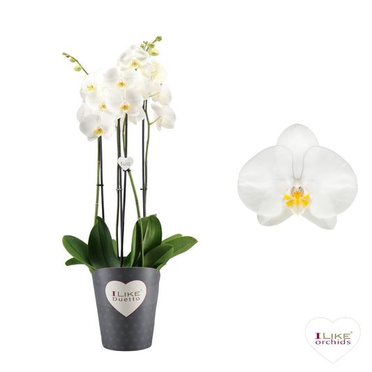 Phalaenopsis 17cm Duetto Oxford 4 Stem - Orchid The Horti House