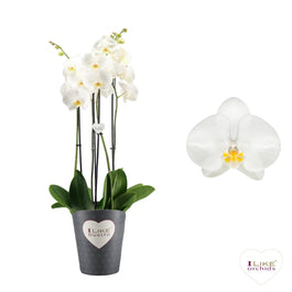 Phalaenopsis 17cm Duetto Oxford 4 Stem - Orchid The Horti House