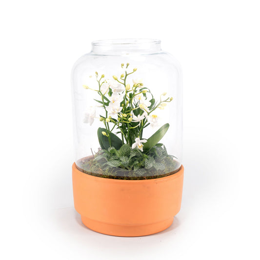 Phalaenopsis 20cm Terrarium - Orchids The Horti House