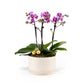 Phalaenopsis 20cm Triple Planter - Orchid The Horti House