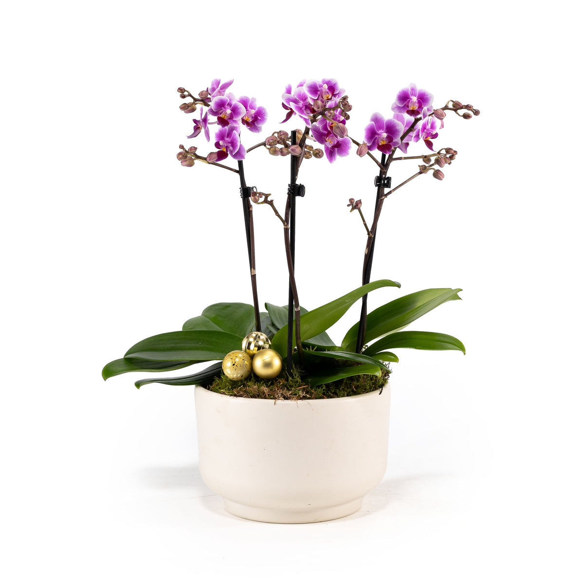 Phalaenopsis 20cm Triple Planter - Orchid The Horti House