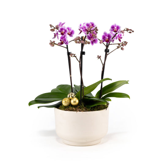 Phalaenopsis 20cm Triple Planter - Orchid The Horti House