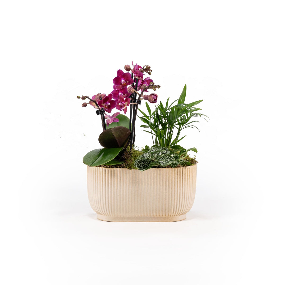 Phalaenopsis 22cm Planter - Orchids The Horti House