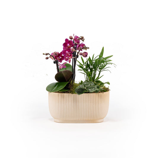 Phalaenopsis 22cm Planter - Orchids The Horti House