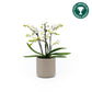 Phalaenopsis 9cm AGM Triple Stem Zurich in Cambridge Ceramic - Orchid The Horti House