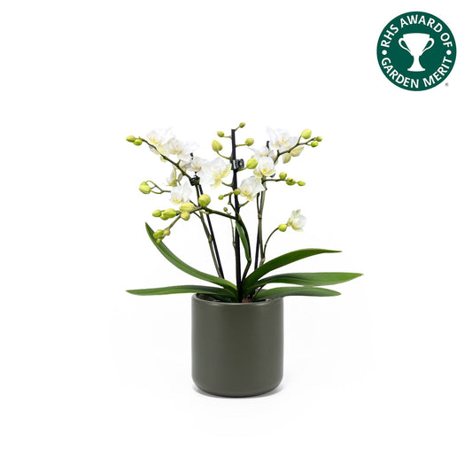 Phalaenopsis 9cm AGM Triple Stem Zurich in Cambridge Ceramic - Orchid The Horti House
