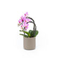 Phalaenopsis 9cm Cascade Mixed in Cambridge Ceramic - Orchid The Horti House
