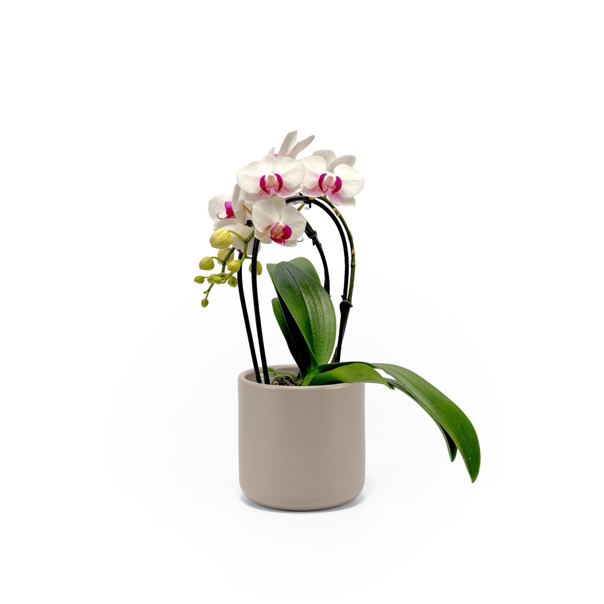 Phalaenopsis 9cm Cascade Mixed in Cambridge Ceramic - Orchid The Horti House