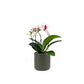 Phalaenopsis 9cm Cascade Mixed in Cambridge Ceramic - Orchid The Horti House