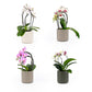Phalaenopsis 9cm Cascade Mixed in Cambridge Ceramic - Orchid The Horti House