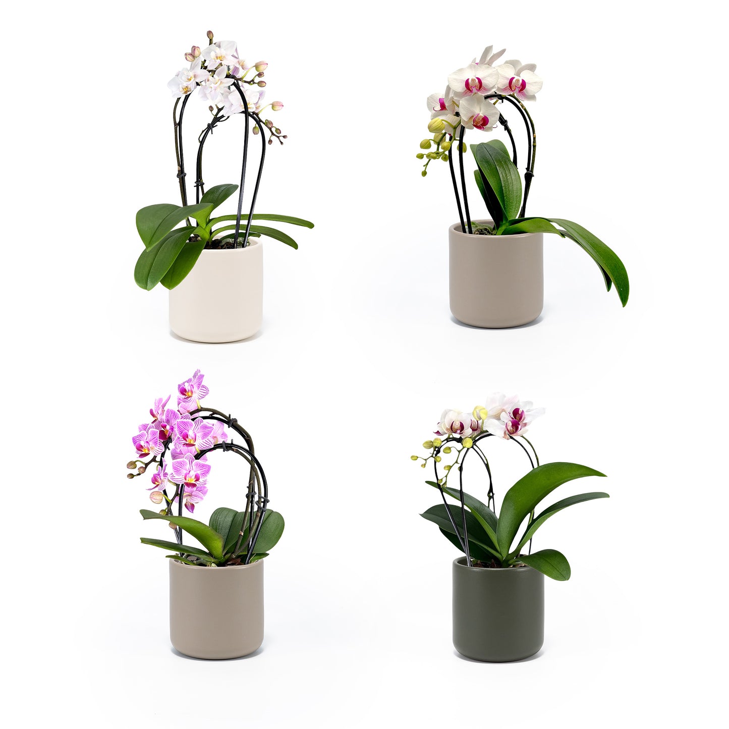 Phalaenopsis 9cm Cascade Mixed in Cambridge Ceramic - Orchid The Horti House
